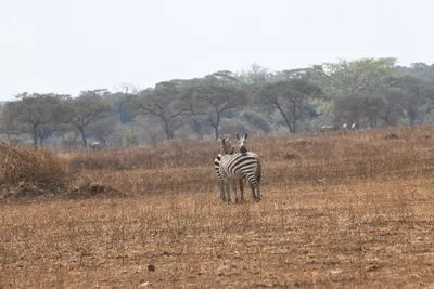 DSC_4052 (Large).JPG